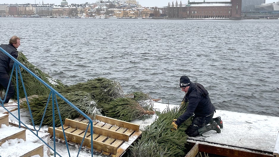 Två män sänker ner granar i ett hål i kajbalkongen