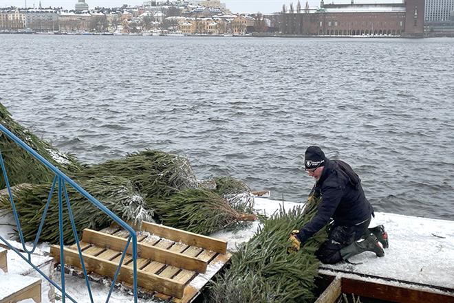 Två män sänker ner granar i ett hål i kajbalkongen